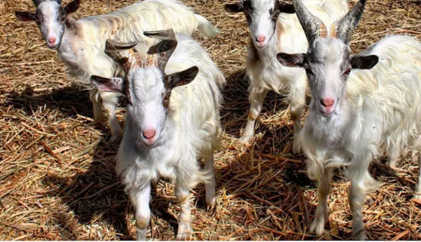 Kinder füttern Tiere auf einem sizilianischen Bauernhof und sammeln aromatische Kräuter im Garten